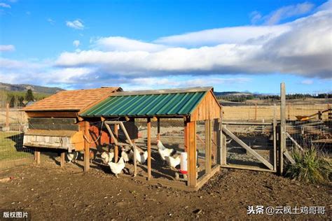 自己養雞|你想自己養雞嗎？新手養雞入門指南1